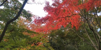 先月高良大社を訪れた時の写真です
桜のようなお花が咲いていました